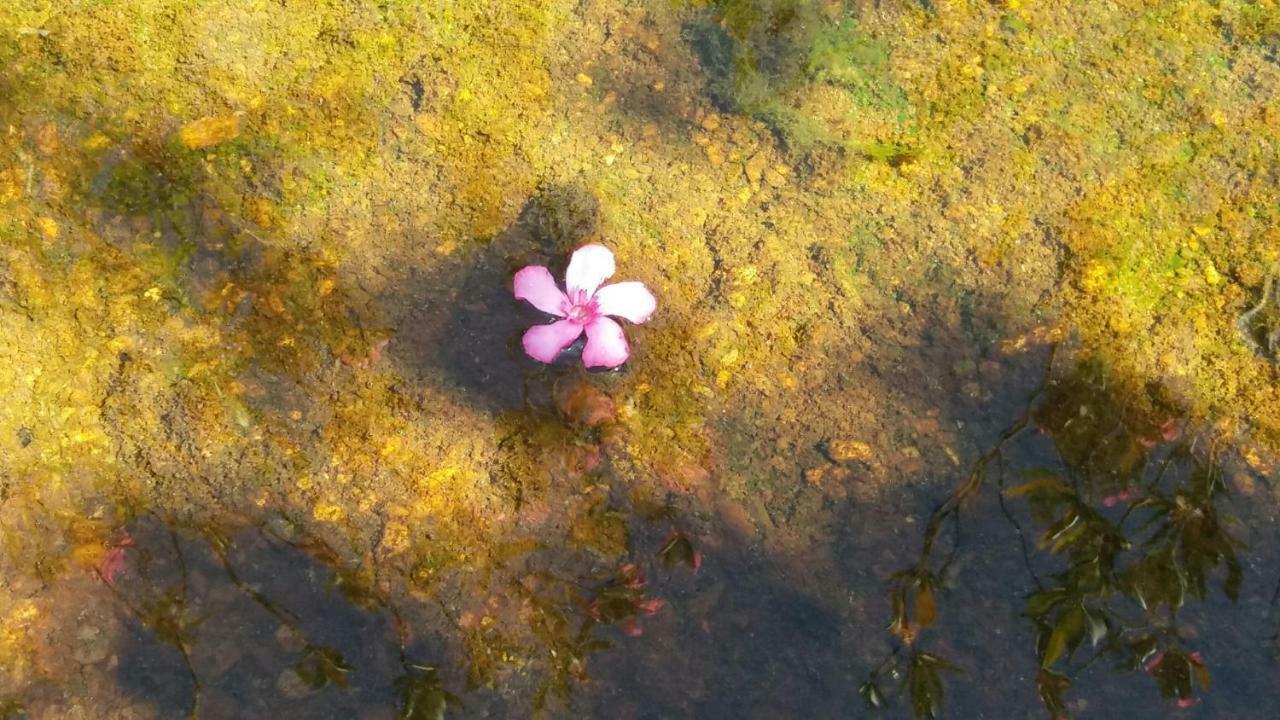 Вилла Agroturismo Flores Do Campo Vila Verde de Ficalho Экстерьер фото