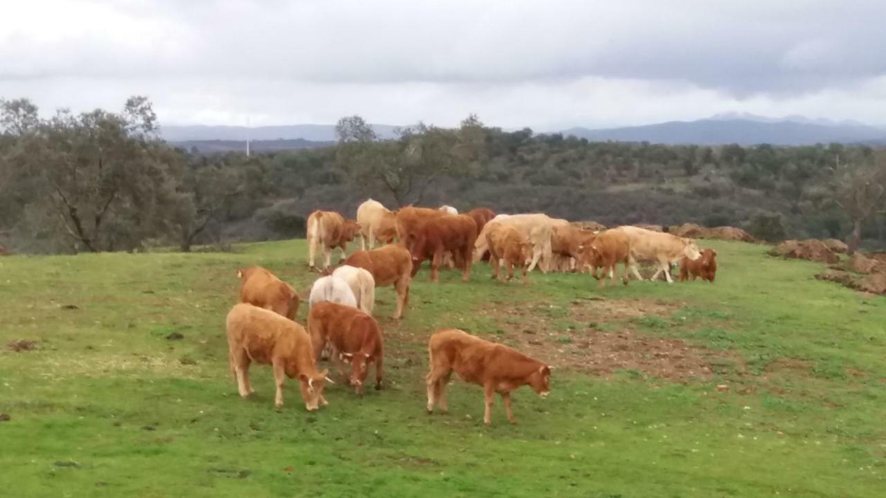 Вилла Agroturismo Flores Do Campo Vila Verde de Ficalho Экстерьер фото